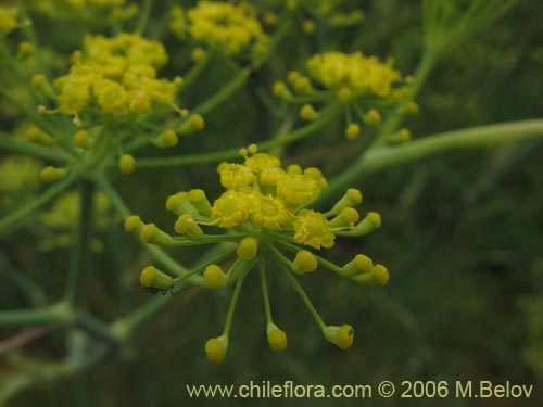 Bild von Foeniculum vulgare (Hinojo). Klicken Sie, um den Ausschnitt zu vergrössern.